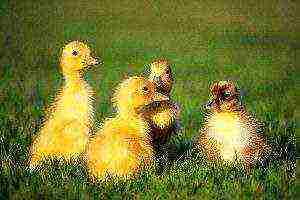 how to grow Peking ducks at home