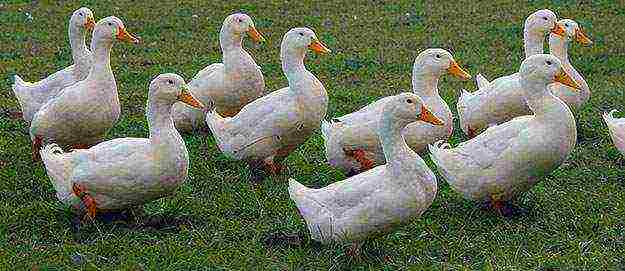 how to grow Peking ducks at home