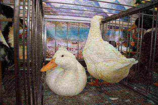how to grow Peking ducks at home