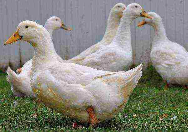 how to grow Peking ducks at home