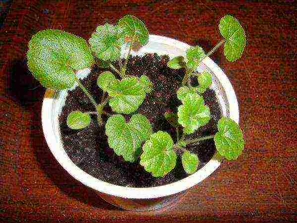 how to grow pelargonium from seeds at home