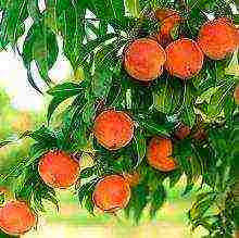 how to grow a peach tree at home