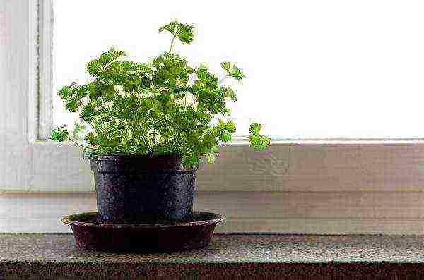 how to grow parsley at home from seeds