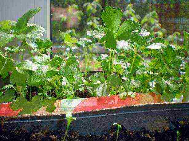 how to grow parsley at home from seeds