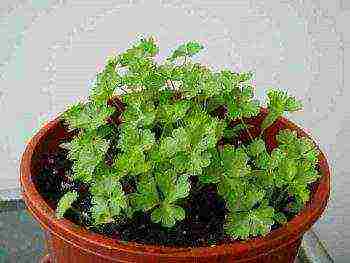 how to grow parsley at home in winter