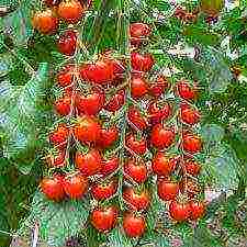 how to grow cherry tomatoes in winter at home