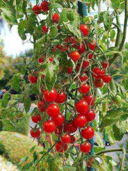 kung paano palaguin ang mga kamatis ng cherry sa taglamig sa bahay