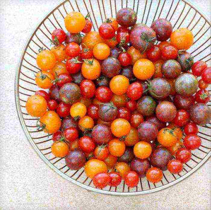 how to grow cherry tomatoes in winter at home