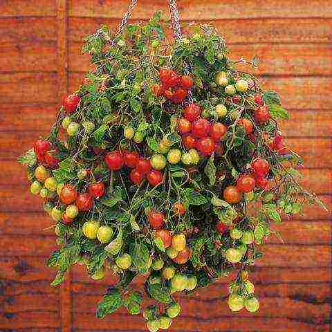 how to grow cherry tomatoes in winter at home