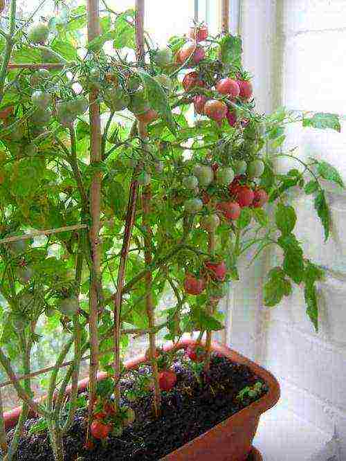 how to grow cherry tomatoes in winter at home