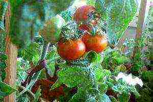 how to grow cherry tomatoes in winter at home