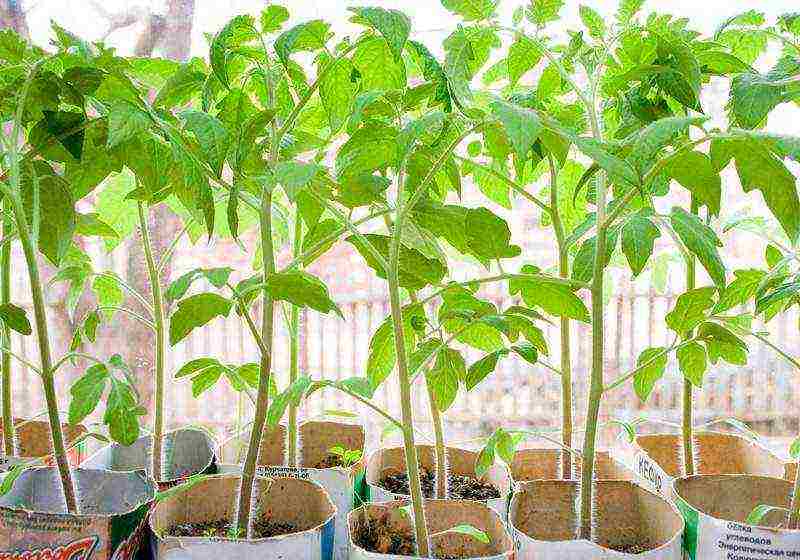 how to grow tomatoes from seeds at home