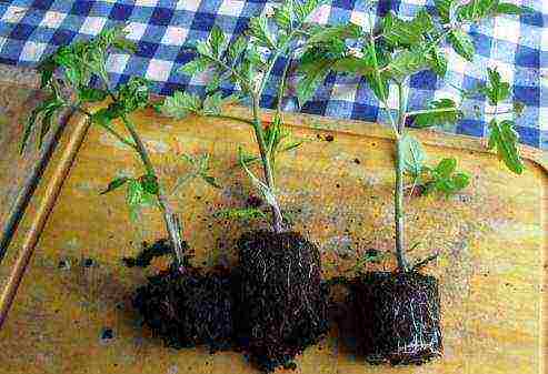 how to grow tomatoes from seeds at home