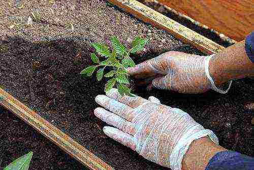 how to grow tomatoes from seeds at home