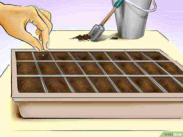 how to grow tomatoes from seeds at home