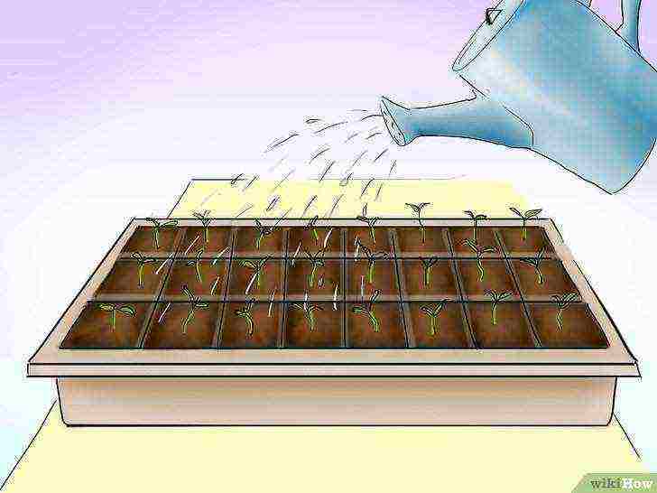 how to grow tomatoes from seeds at home