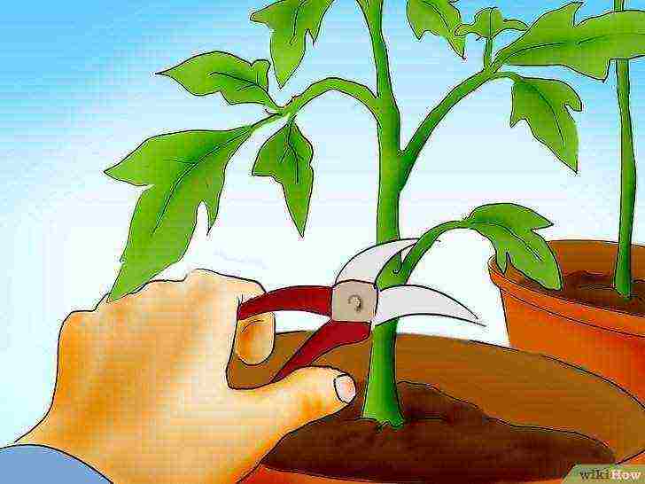 how to grow tomatoes from seeds at home