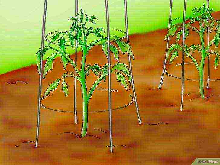 how to grow tomatoes from seeds at home