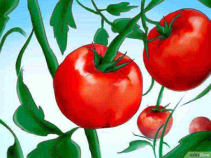 how to grow tomatoes from seeds at home