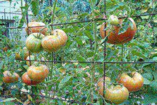 how to grow tomatoes in the open field in the suburbs