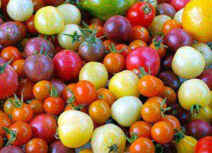 how to grow tomatoes in the open field in the suburbs