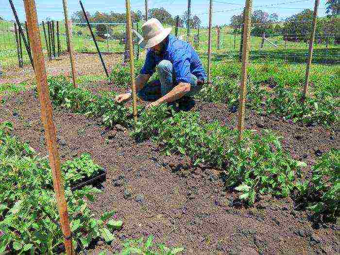 how to grow tomatoes in the open field in the suburbs