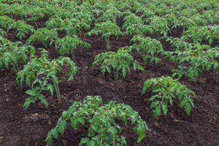 how to grow tomatoes in the open field in the suburbs