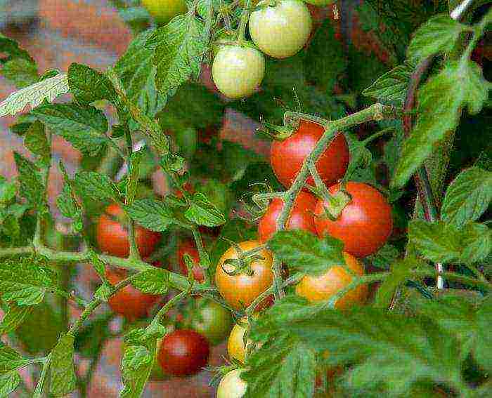 how to grow tomatoes in the open field in the suburbs