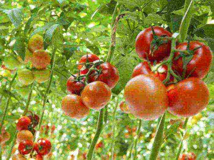 how to grow tomatoes in the open field in the suburbs