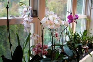 how to grow orchids correctly at home