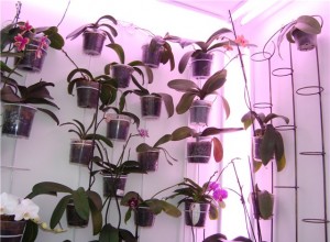 how to grow orchids correctly at home