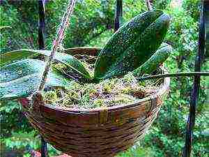 how to grow orchids correctly at home