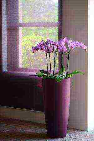 how to grow orchids correctly at home