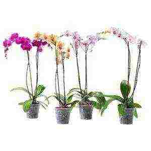 how to grow orchids correctly at home