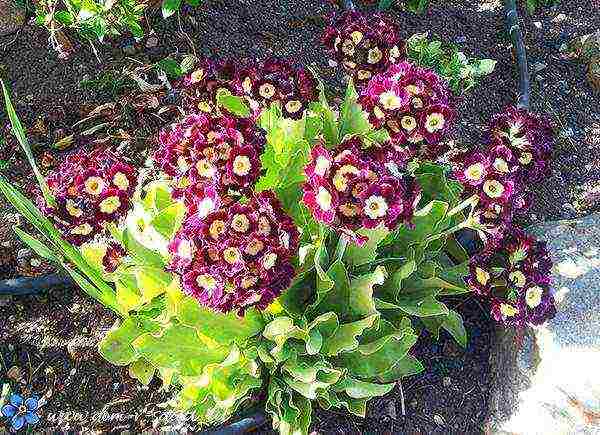 how to grow primrose from seeds at home