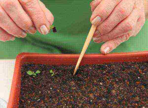 how to grow primrose from seeds at home