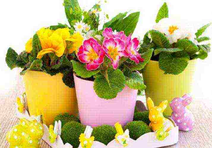 how to grow primrose from seeds at home