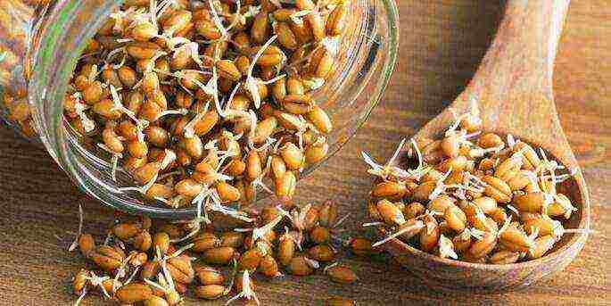 how to grow wheat at home for food