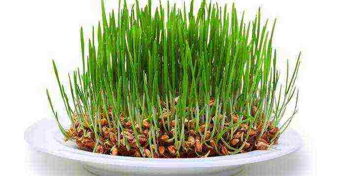 how to grow wheat at home for food