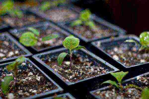 how to grow eggplant seedlings at home