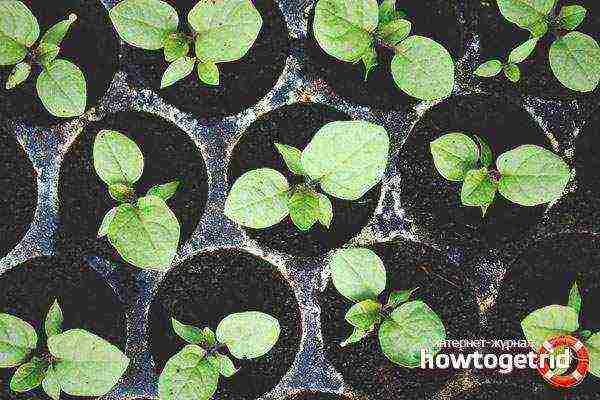 how to grow eggplant seedlings at home