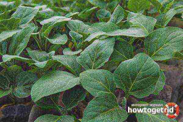 how to grow eggplant seedlings at home