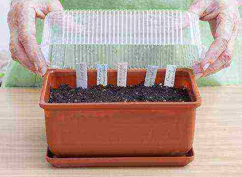 how to grow marigold seedlings at home