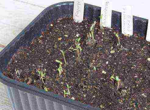 how to grow marigold seedlings at home