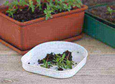 how to grow marigold seedlings at home