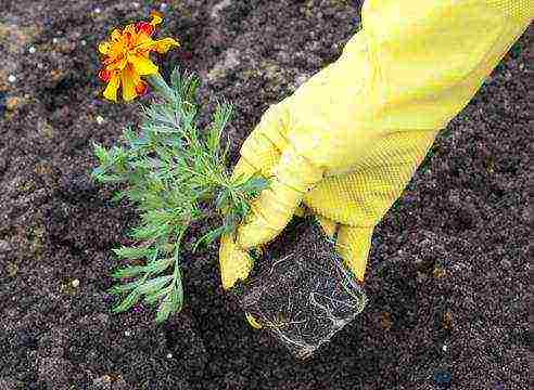 how to grow marigold seedlings at home