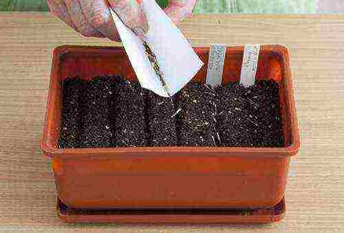 how to grow marigold seedlings at home