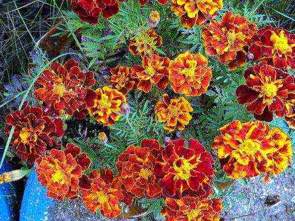 kung paano palaguin ang mga marigold seedling sa bahay