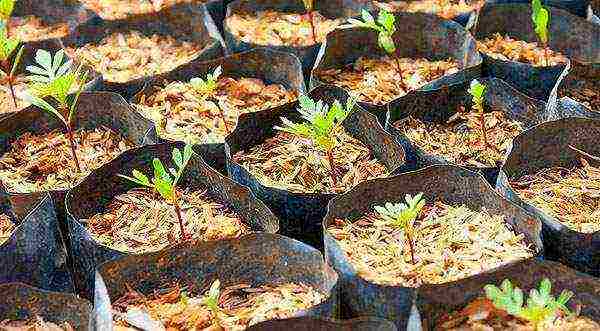 how to grow marigold seedlings at home
