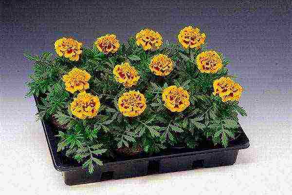 kung paano palaguin ang mga marigold seedling sa bahay